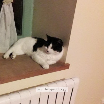 Photo de chat perdu à Sainte Anne Sur Vilaine