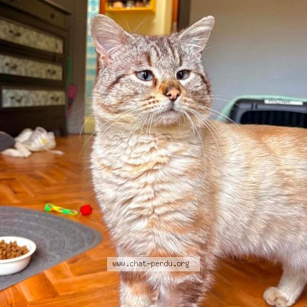 Photo de chat perdu à Escoussens