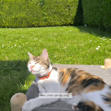Photo 1/1 romi Chat perdu à La Ferte Vidame