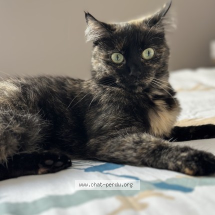 Photo 1/1 caramella violette Chat perdu à Suresnes