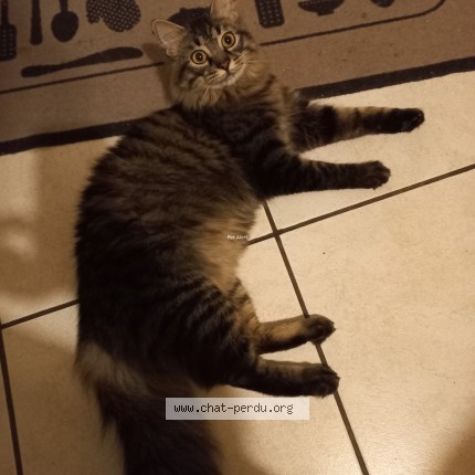 Photo de chat perdu à Quincieux
