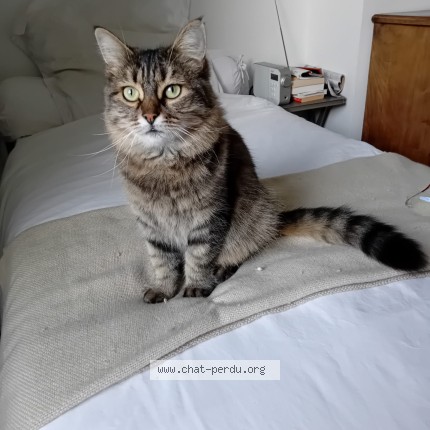 Photo de chat perdu à Montpellier