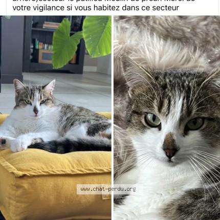Photo 1/1 peppa Chat perdu à Saintes