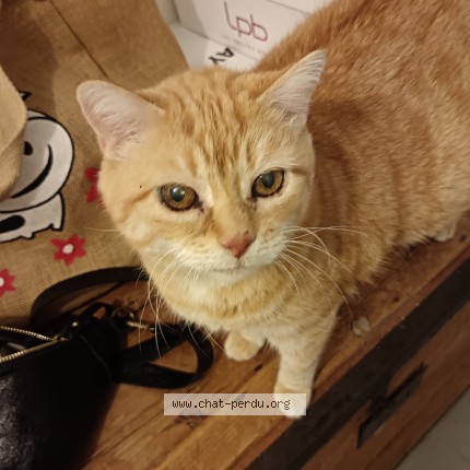 Photo de chat perdu à Dieulefit