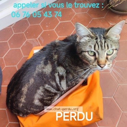 Photo de chat perdu à Ramonville Saint Agne