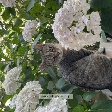 Photo 1/1 nala Chat perdu à Tourcoing