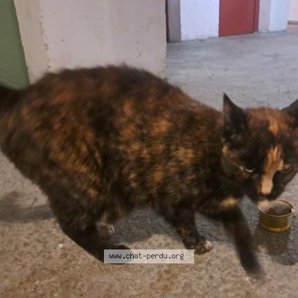 Photo 1/1 Chat trouvé Trouvé à Nantes