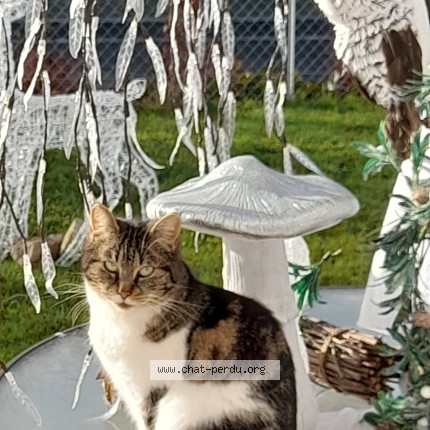 Photo 1/1 Maya Chat perdu à Montreuil Juigne