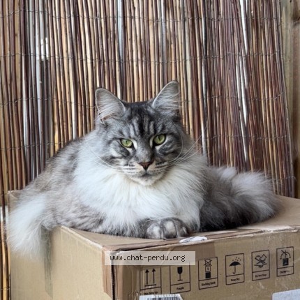 Photo 2/2 Bulma Chat perdu à Angers