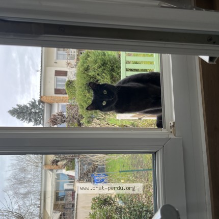 Photo 1/1 Chat retrouvé Perdu à Charnay Les Macon
