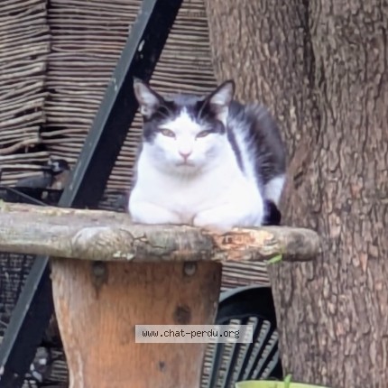 Photo 1/1 pito Chat perdu à St Pierres Des Corps