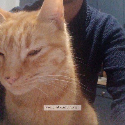 Photo 1/1 simba Chat perdu à Saint Benoit De Carmaux