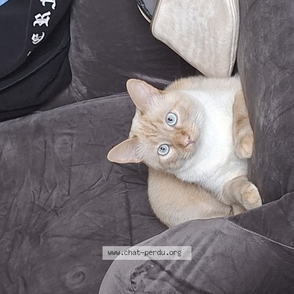 Photo 1/1 Groot Chat perdu à Bregy