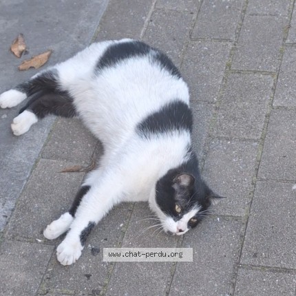 Photo 1/1 Chat trouvé Trouvé à Etterbeek