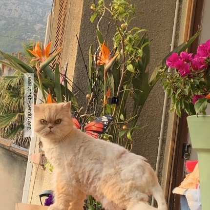 Photo 1/1 Chat retrouvé Perdu à Toulon