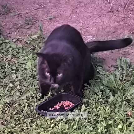 Photo 1/1 Chat trouvé Trouvé à Saint Germain Du Corbeis