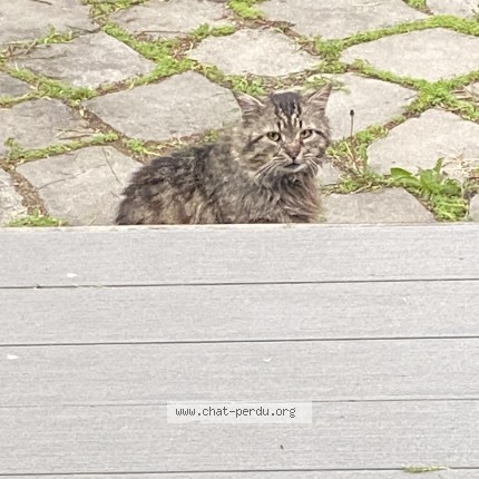 Photo de chat trouvé à La Presentation