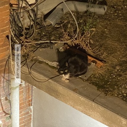 Photo 1/1 Chat trouvé Trouvé à Toulouse