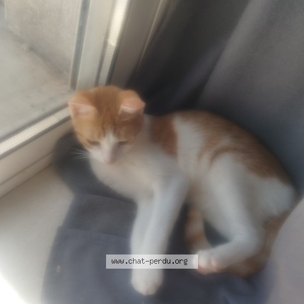 Photo de chat perdu à Salleles D Aude