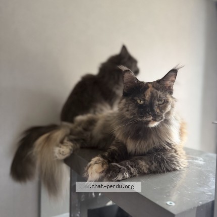 Photo de chat perdu à Maisons Alfort