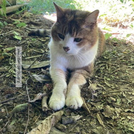 Photo 1/1 Chat trouvé Trouvé à Tinteniac
