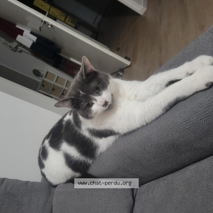 Photo de chat perdu à Verneuil En Halatte
