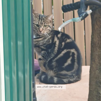 Photo de chat perdu à Anse
