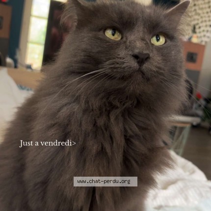 Photo 1/1 romeo Chat perdu à Senonches