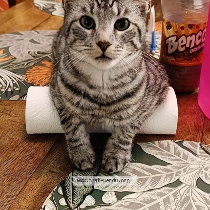 Photo de chat perdu à Le Perray En Yvelines