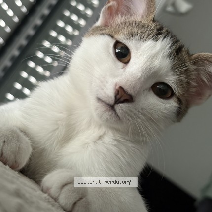 Photo de chat perdu à Le Blanc Mesnil
