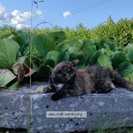 Photo de chat retrouvé à Dampierre 39700