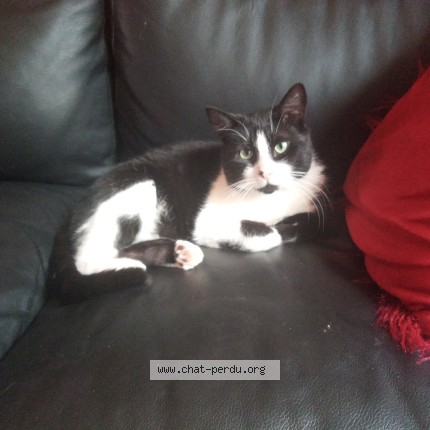 Photo de chat perdu à Landerneau