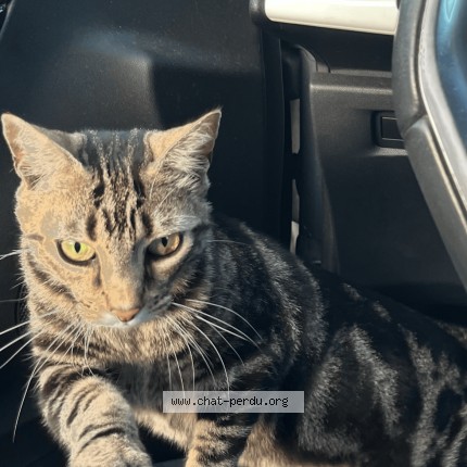 Photo de chat perdu à Sille Le Guillaume