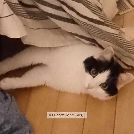 Photo de chat perdu à Brest