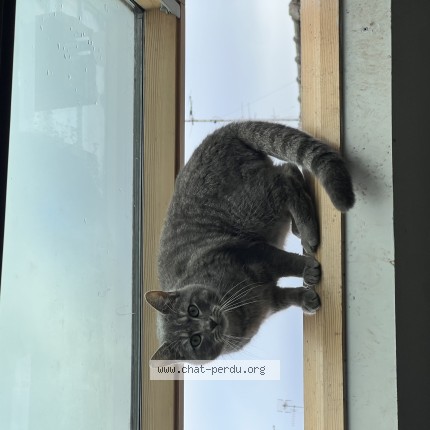 Photo 1/1 Ada Chat perdu à Saint Andre Lez Lille