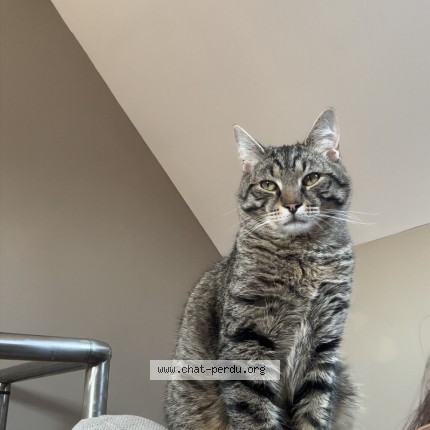 Photo de chat perdu à Vitry En Artois