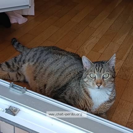 Photo de chat perdu à Caluire