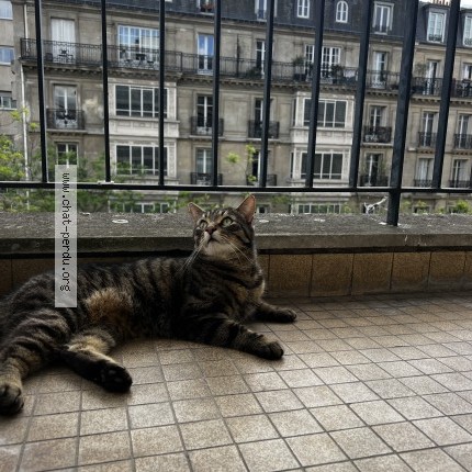 Photo 1/2 Jerry Chat perdu à Paris