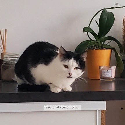 Photo 1/1 Chat retrouvé Perdu à Mareil Sur Loir