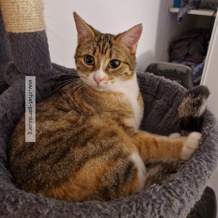 Photo 1/1 Chat retrouvé Perdu à Montauban