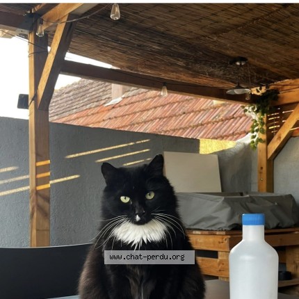 Photo de chat perdu à Hochfelden