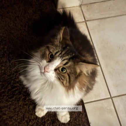 Photo de chat retrouvé à Chassieu