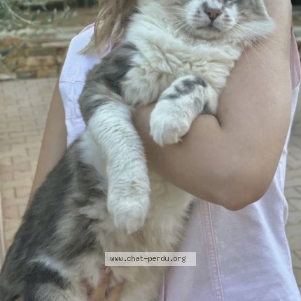 Photo de chat perdu à Vidauban