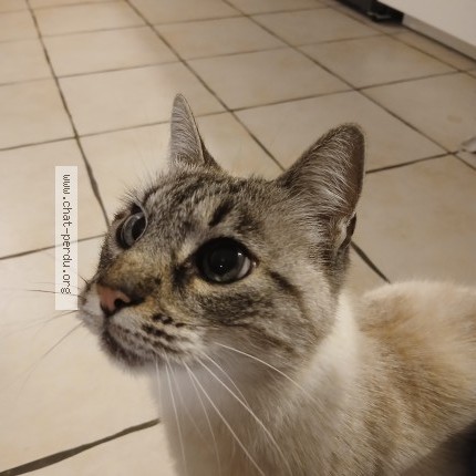 Photo 2/2 Chat retrouvé Perdu à Saint Etienne La Varenne