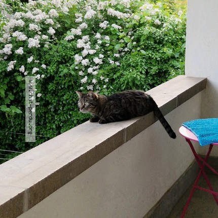 Photo 1/1 guizmo Chat perdu à Strasbourg