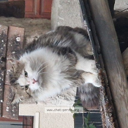 Photo 1/1 Chat trouvé Trouvé à Tournan En Brie