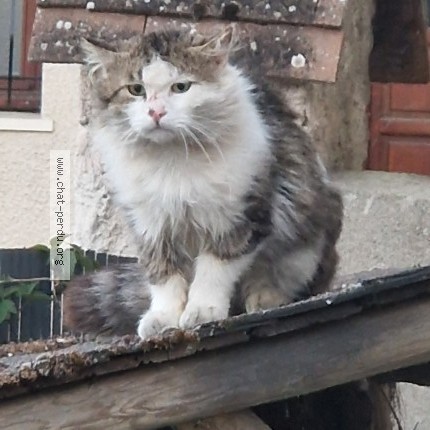Photo 1/1 Chat trouvé Trouvé à Tournan En Brie