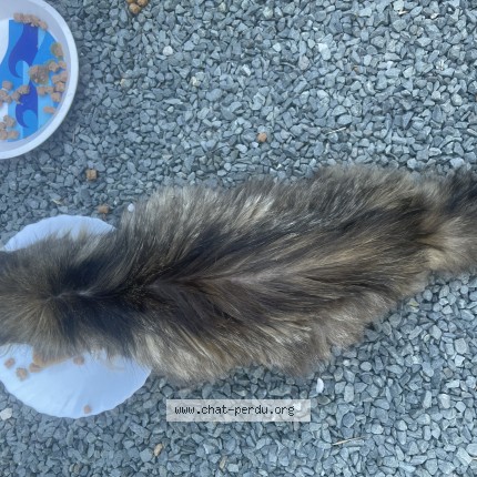 Photo 2/3 Chat trouvé Trouvé à Saint Sulpice De Royan