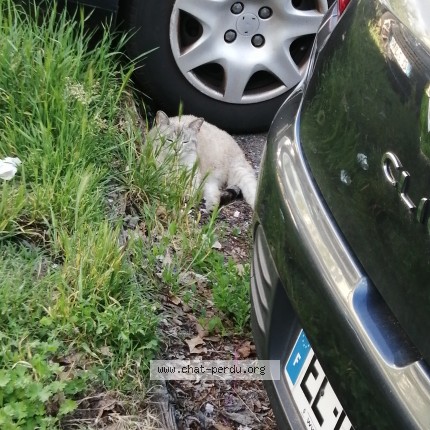Photo 1/1 Chat trouvé Trouvé à Venissieux