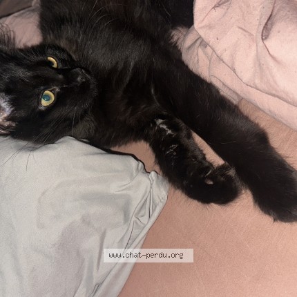 Photo de chat perdu à Toulouse